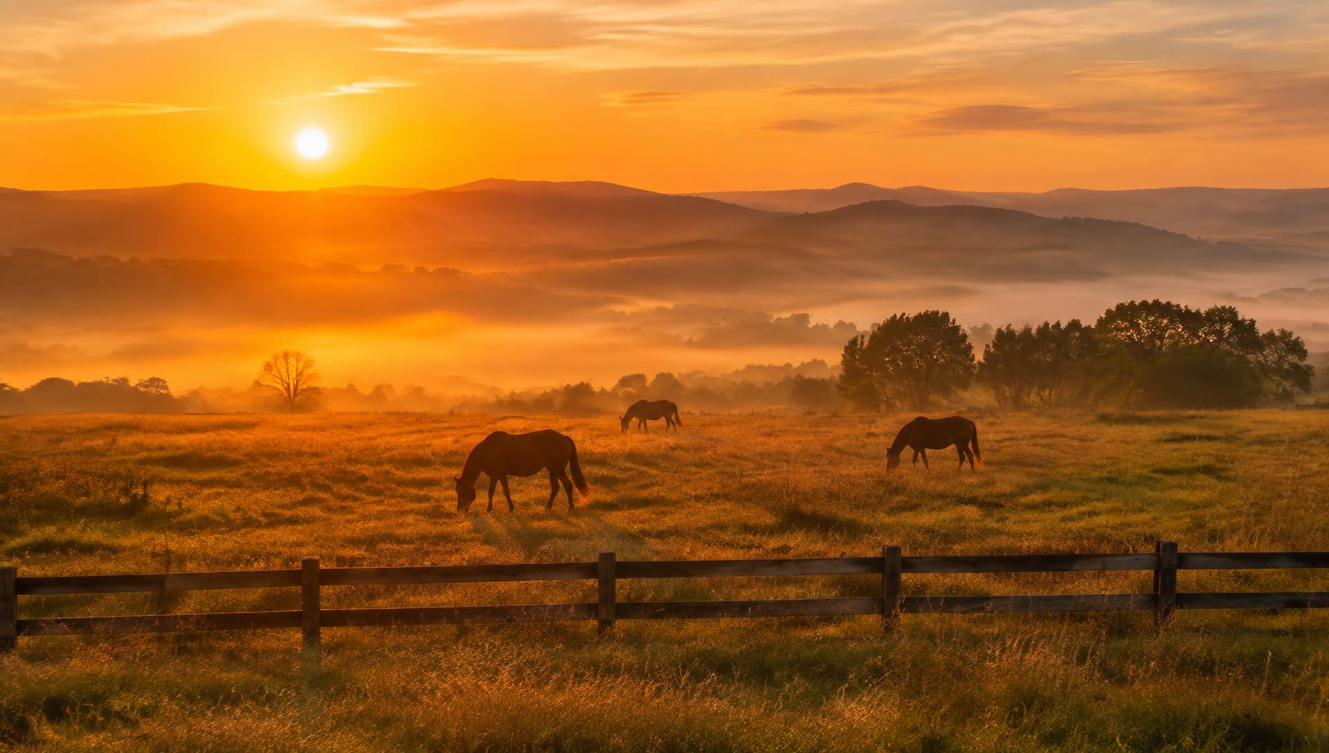 Horses grazing at sunrise